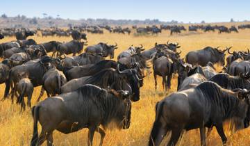 Aventure de 12 jours au Kenya et en Tanzanie pour la Grande Migration avec Trekking optionnel pour les gorilles circuit