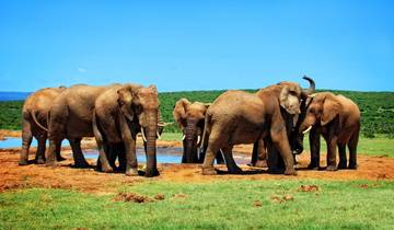 Kifaru Safari, Serena Lodges - Private Tour Tour