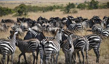 14 Days The Heart Of  Kenya & Tanzania  Safari Tour