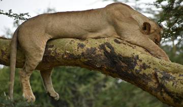 Circuito Safari de 10 días en el Albergue de la Migración de Kenia - Migración de ñus y Cinco Grandes