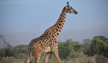 7 Days Kenya Luxury Safari to  Samburu - Nakuru - Masai Mara Tour Tour