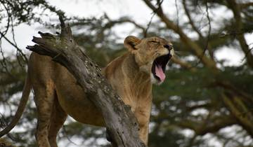 Circuito Safari migratorio privado de 11 días durante todo el año - Kenia y Tanzania