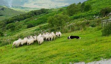 16 Days in Scotland & Ireland, incl. Glasgow and Dublin