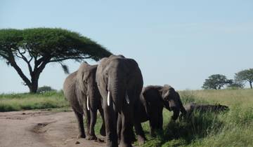 5 Dagen Amboseli-masai Mara Vliegtuig Arrangement