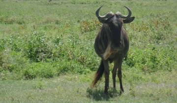 11 jours de safari au Kenya et en Tanzanie pour la mise bas des gnous circuit