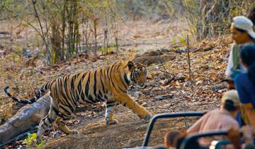 Wildlife Photography Tour India Tour