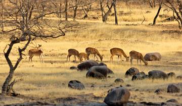 Rondreis door het wilde dierenleven en cultureel India