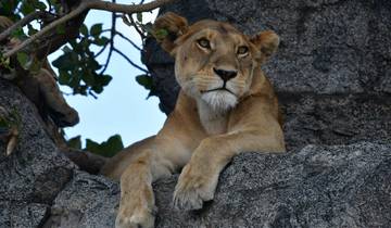 Big Five luxe - Safari en Tanzanie**Approche soutenable à voyager circuit