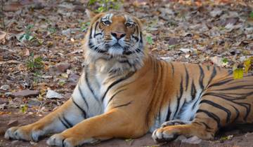 Wildlife Safari in Central India: Tadoba, Pench, Kanha & Bandhavgarh National Parks Tour