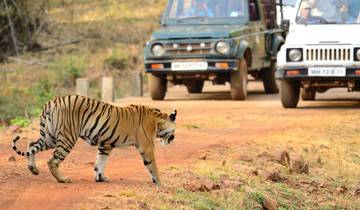 Wildlife Safari in Central India: Bandhavgarh, Kanha, Pench & Tadoba Andhari National Parks Tour