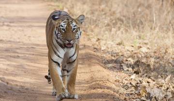 Incroyable safari animalier et visite touristique