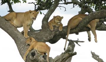 3-Days Tanzania Northern Circuit Lodge Safari:  Lake  Manyara, Ngorongoro & Tarangire National park