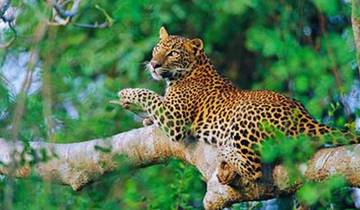 Sri Lanka Wildlife Safari Rundreise