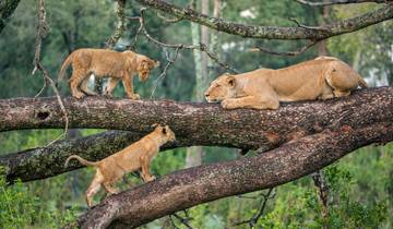 Safari clásico de 7 días en Tanzania