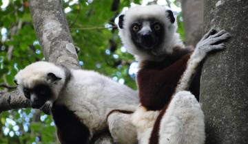 Circuito Reunión de los bellos lémures