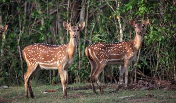 Cultural Heritage & Jungle Safari: Bhubaneswar to Kolkata Explorer