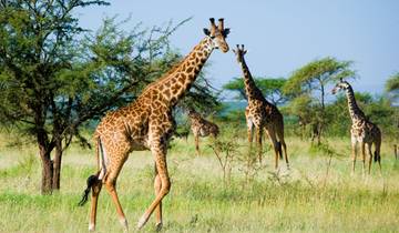 Kenya & Tanzania: The Safari Experience with Nairobi & Zanzibar Tour