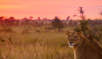 Awesome Kruger National Park & Panorama Route Safari South Africa Tour