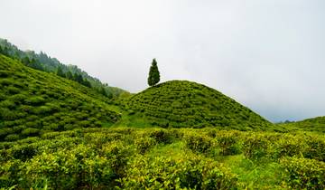 Tea Gardens and Monasteries of Darjeeling and Gangtok