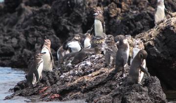 Galapagos Cruise - Central and West Islands in 5 Days aboard The Monserrat (A)