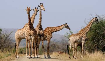 Tailor-Made Best South Africa Tours, Daily Departure & Private Trip Tour