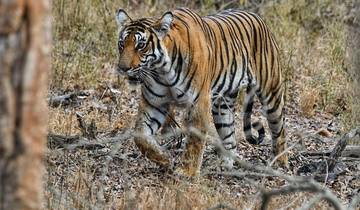 Royal Retreat and Jungle Safari: Bangalore to Mysore & Nagarhole Expedition Tour