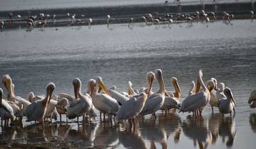 Safari de 4 días en Kenia a los Parques Amboseli, Tsavo oeste y este