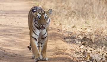 Enchanting Tiger Trails & Temple Treasures Tour