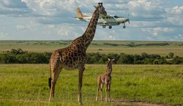 4-Days, 3Nights Flying Safaris Masai Mara Luxury Governors Camp - High End  Tour