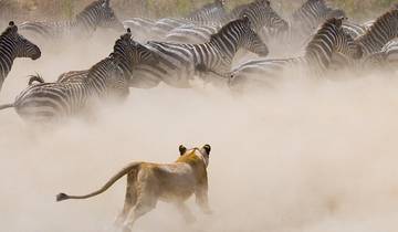 7 jours de safari dans le cratère du Ngorongoro et le Serengeti au départ d\'Arusha. circuit