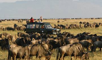 7 jours de safari au Kenya avec le safari Ol Pejeta et le safari de migration du Masai Mara. circuit