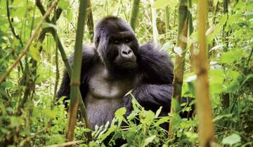 13-Day Uganda Gorillas & Masai Mara Overland Safari Tour
