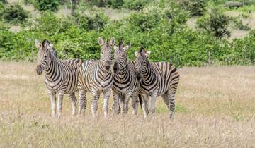 Tailor-Made Kruger National Park Safari, Daily Departure & Private Tour Tour