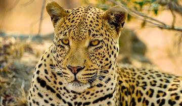 Tailor-Made Kruger National Park Safari, Daily Departure & Private Tour Tour