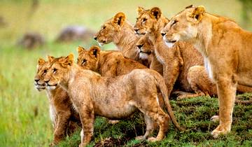 Customized 10-Day Kenya Wildlife Safari, Daily Departure & Private Tour Tour