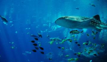 MEXICO – Ruins Cenotes & Swim with Whale Shark Tour