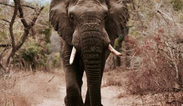 Safari épique de 2 jours en Tanzanie circuit