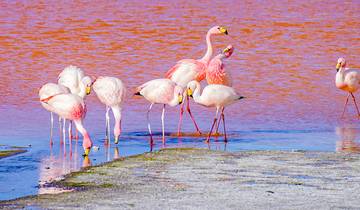 7 Day Bolivia Itinerary, incl. La Paz and Uyuni Salt Flats