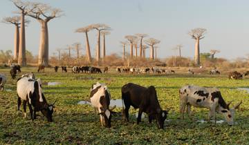 3 Day Morondava Itinerary, incl. Baobab Avenue and Kirindy Forest