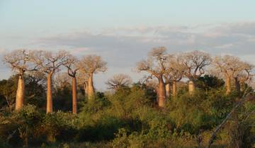 Morondava Aufenthalt: Das Baobab-Baum-Paradies