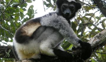 Encuentro con el Indri Indri en la reserva especial de Analamazaotra