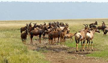 Safari de 3 jours au Masai Mara