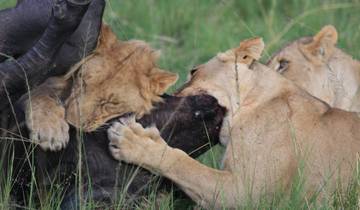 5 Tage Masai Mara, Nakuru, Naivasha, Beitritt zur Gruppe Budget