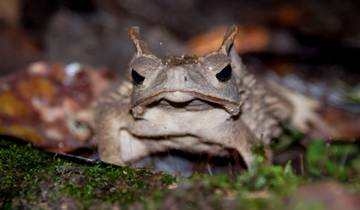 La Selva Amazon Lodge 4 jours