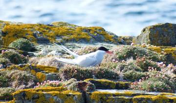 7 Day Orkney Islands Itinerary, incl. Kirkwall and Stromness