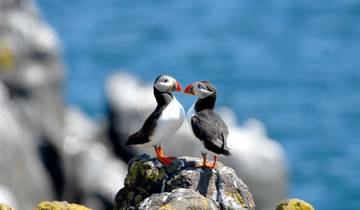 7 Day Orkney Islands Itinerary, incl. Kirkwall and Stromness