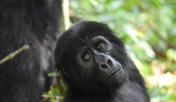 8 Days Chimps, Gorillas, and Wildlife Safari in Uganda