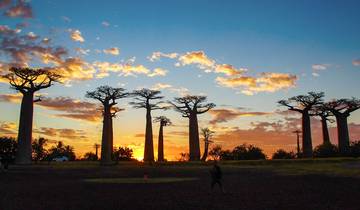 Baobab & Tsingy Family Safaris, Personalized & Daily Start Tour
