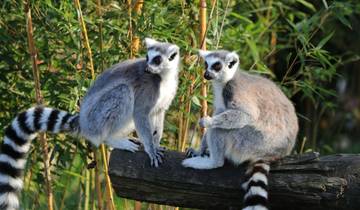 Personalized Madagascar Wildlife & Beach Holiday, Daily Start Tour