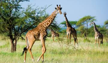 Kenya & Tanzania: The Safari Experience with Nairobi Tour